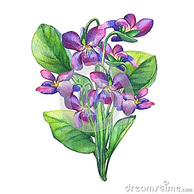 Bouquet of Fragrant violets wild flower English Sweet Violets, Viola odorata Stock Photo