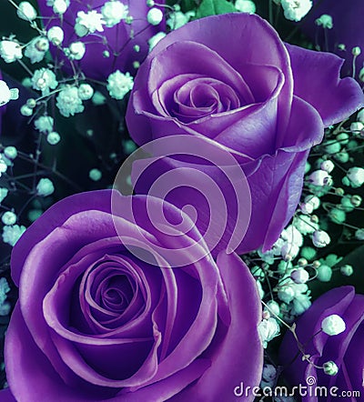 Bouquet of fresh ultra violet roses with small white flowers Stock Photo