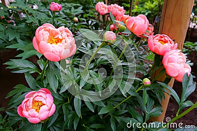 Bouquet of fresh peonies. Beautiful colorful blooming peonies Paeonia Stock Photo