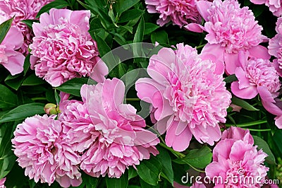 Bouquet of fresh pink peonies Stock Photo