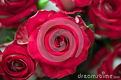 Bouquet of fresh roses, flower bright background, close-up Stock Photo