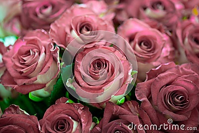 Bouquet of fresh roses, flower bright background, close-up Stock Photo