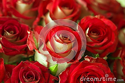 Bouquet of fresh roses, flower bright background, close-up Stock Photo