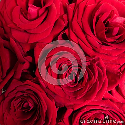 Bouquet of fresh roses. Red rose bright background, square flowers pattern Stock Photo