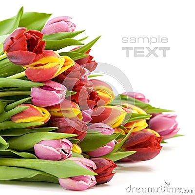 Bouquet of the fresh tulips Stock Photo