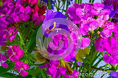 A bouquet of fresh wildflowers . Stock Photo