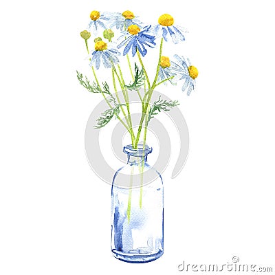 Bouquet of garden chamomile flowers in a glass vase or bottle, chamomile daisy, camomile plant, isolated, hand drawn Cartoon Illustration