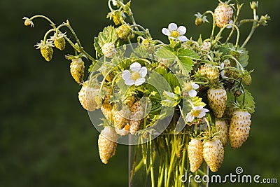 Bouquet garden yellow strawberry with leaves, flowers Stock Photo