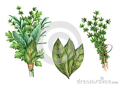 Bouquet garni, thyme branch and bay leaf. Watercolor illustration Cartoon Illustration