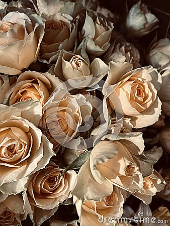 Bouquet of gentle roses Stock Photo