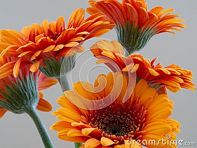 Bouquet gerbera daisy orange Stock Photo