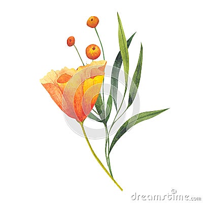 Bouquet with gold poppy flower Eschscholzia, California sunlight, cup of gold. Hand drawn watercolor illustration Cartoon Illustration