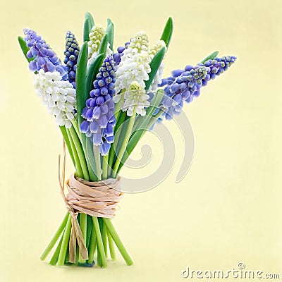 Bouquet of grape hyacinth flowers Stock Photo