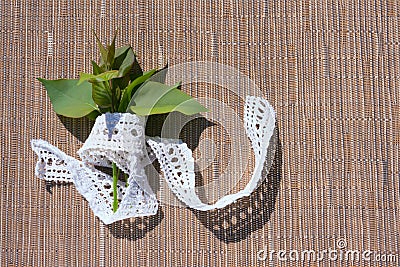 A bouquet of green leaves of lilac Stock Photo