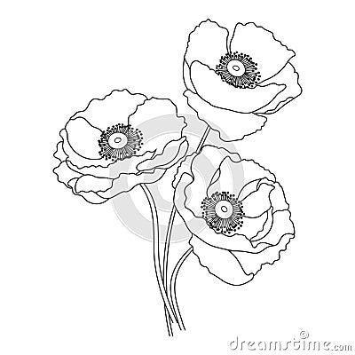 Bouquet of hand drawn contour wildflower poppies. Sketch for coloring Vector Illustration