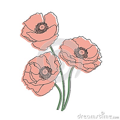 Bouquet of hand drawn red wildflower poppies. Illustration Vector Illustration