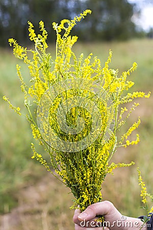 Bouquet in the hands of wild grass , sweet clover medicinal in nature Stock Photo