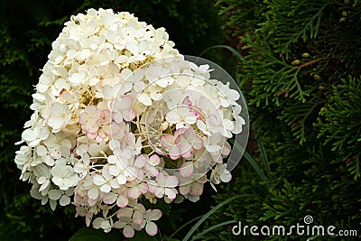 Bouquet hydrangea growing in the garden Stock Photo