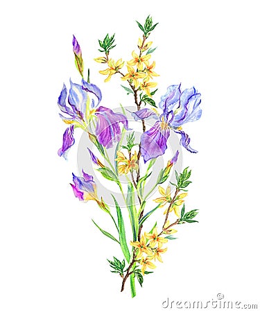 Bouquet with irises and forsythia, watercolor painting Cartoon Illustration