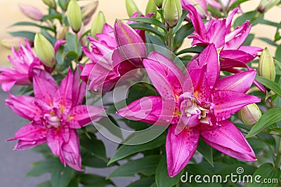 Bouquet of large delicate pink lilies in a flower bed Stock Photo