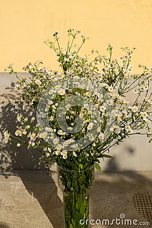 Bouquet of a large number of small daisies Stock Photo