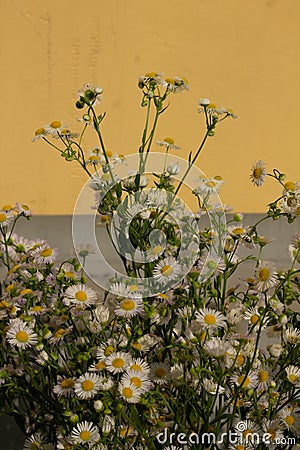 Bouquet of a large number of small daisies Stock Photo