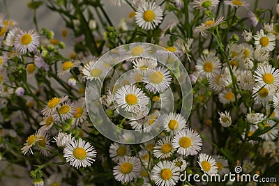 Bouquet of a large number of small daisies Stock Photo