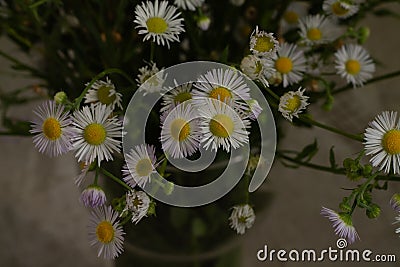 Bouquet of a large number of small daisies Stock Photo