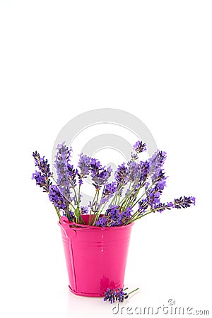 Bouquet Lavender Stock Photo