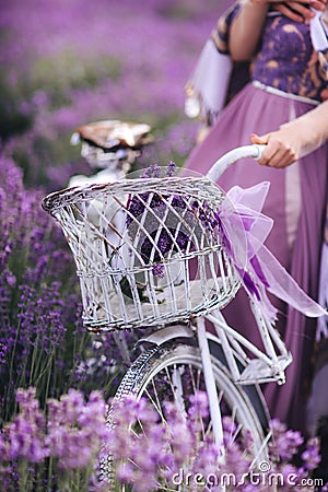 A bouquet of lavender in a basket on a bicycle in a lavender field a girl holding a velispette without Stock Photo