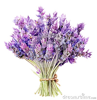 Bouquet of lavender flowers hand drawn watercolor illustration isolated on white background Cartoon Illustration