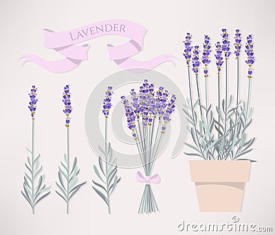 Bouquet of lavender Vector Illustration