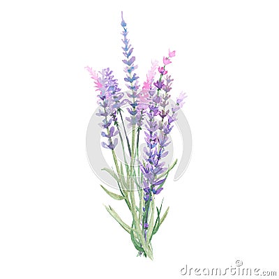 Bouquet of lavender Stock Photo