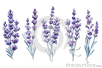 Bouquet of lavender, watercolor illustration, isolated white background. Set of flowers Cartoon Illustration