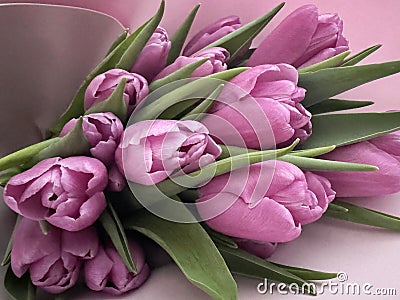 Bouquet of lilac tulips on a soft lilac background close-up Stock Photo