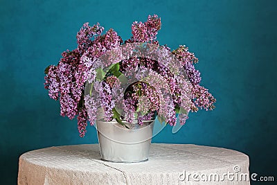A bouquet of lilacs in a bucket on a blue background. Stock Photo