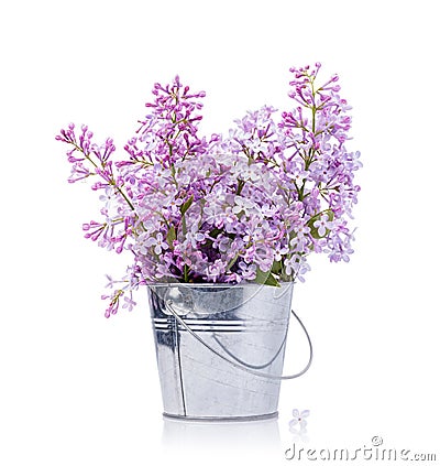 Bouquet of lilacs in a bucket isolated on a white background Stock Photo