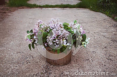 A bouquet of lilacs in an old bucket, Stock Photo