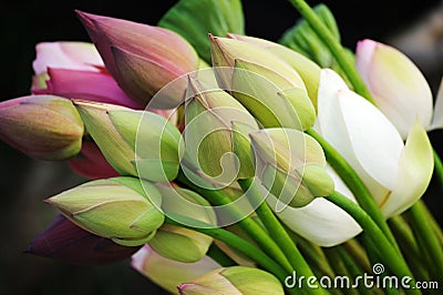 A bouquet of lotus buds Stock Photo