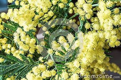 Bouquet of mimosas Stock Photo