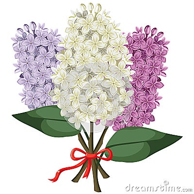 Bouquet of multicolored three branches of lilac Vector Illustration