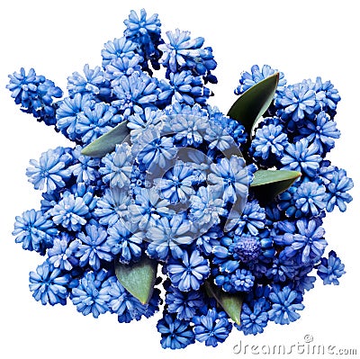 bouquet of Muscari spring Flower Grape Hyacinth Isolated on White Background. Stock Photo