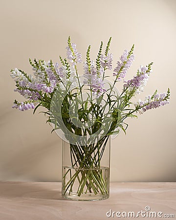 A bouquet of Obediant plants flowers in a vase on light beige background. Stock Photo