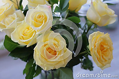 A dozen long stem yellow roses in a vase Stock Photo