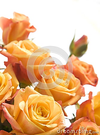 Bouquet of orange roses Stock Photo