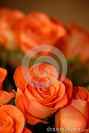 Bouquet of orange roses Stock Photo