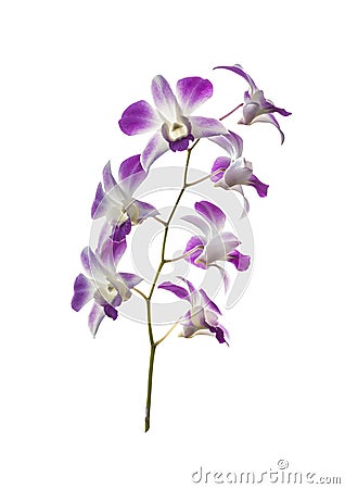 Bouquet orchid flowers Stock Photo