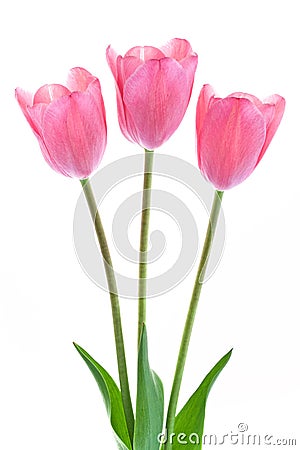 Pale pink tulips isolated on white background Stock Photo