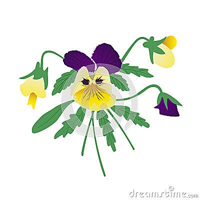 Bouquet of pansies, yellow and purple petals Vector Illustration