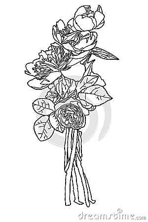 Bouquet of peonies and roses sketch Stock Photo